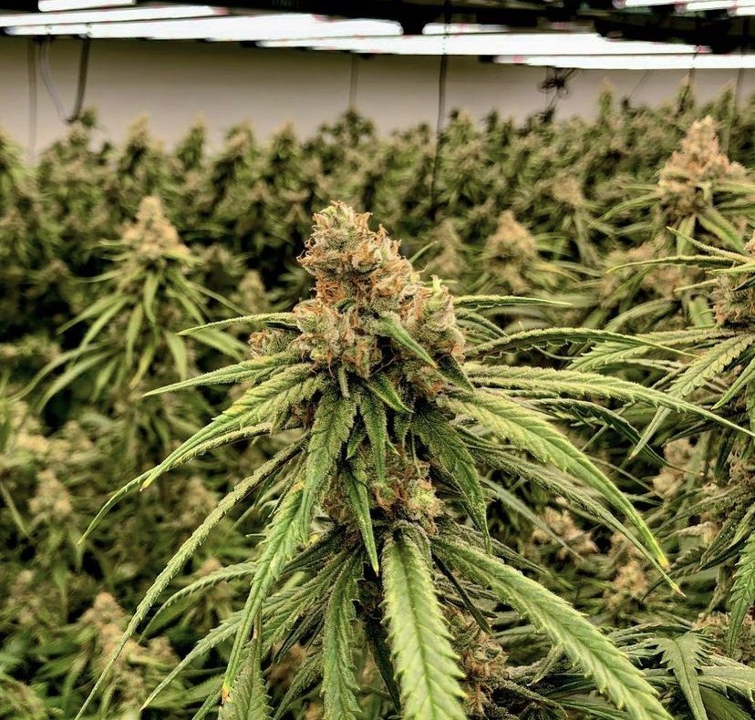 Una planta de cannabis automática compacta en plena floración, con un cola principal denso, ramas laterales parejas y pistilos blancos en la parte alta del dosel