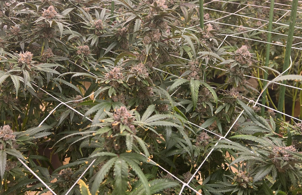 Dosel de cannabis en floración bajo red de tutoreo al final del ciclo, con flores madurando y el follaje bajo la red empezando a decolorarse