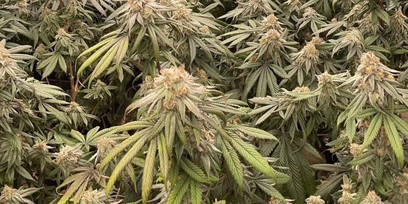 Dosel de cannabis en floración con puntas pálidas y blanqueadas en los cogollos superiores mientras la cara sombreada de las mismas plantas se mantiene verde