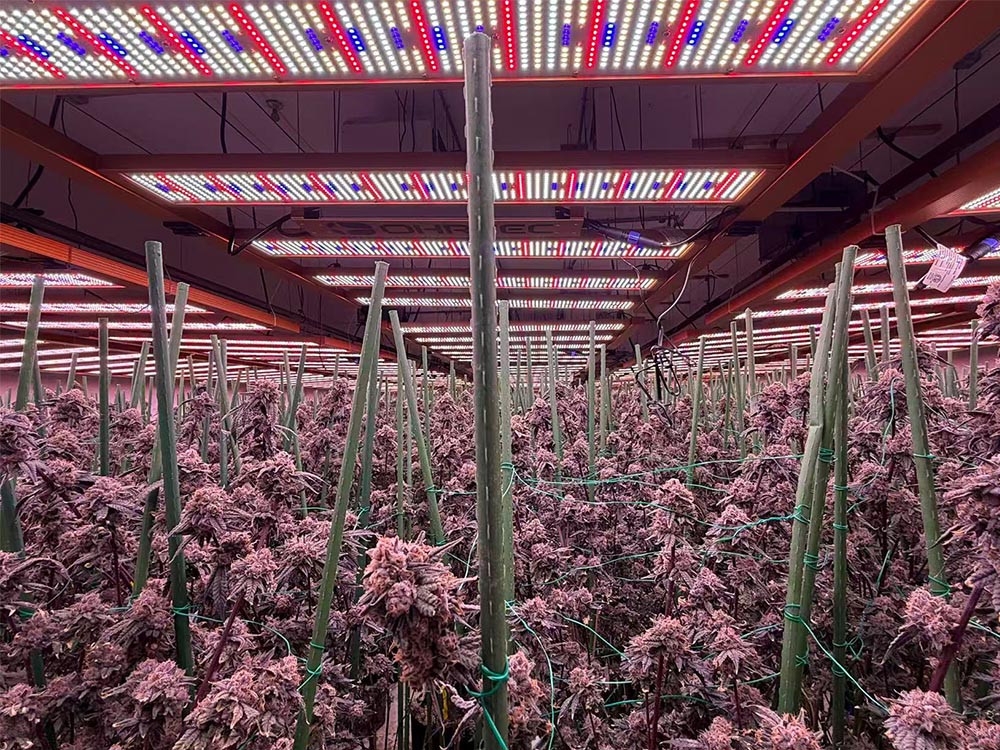 SLTMAKS 600W–1600W LED top lights over flowering cannabis canopy