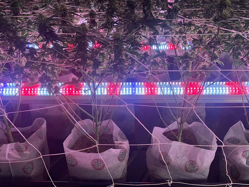 Under-canopy LED bars installed between plants