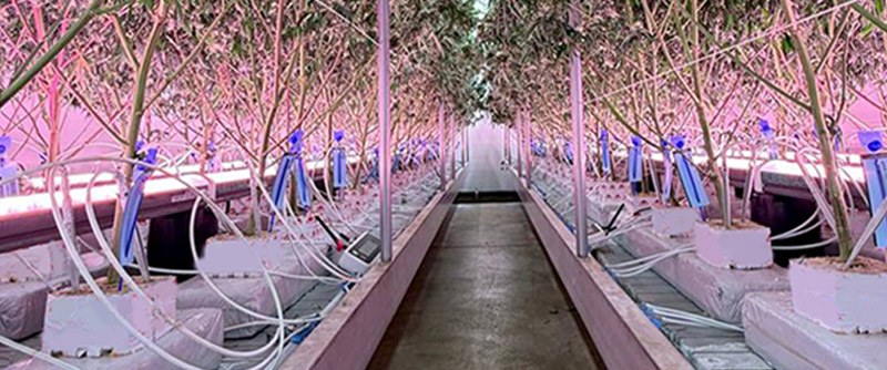 Top light and under-canopy bars combined in a commercial cannabis flower room