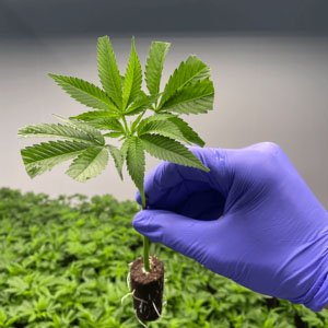 Rooted cannabis clone held in a gloved hand with white roots visible at the rooting plug