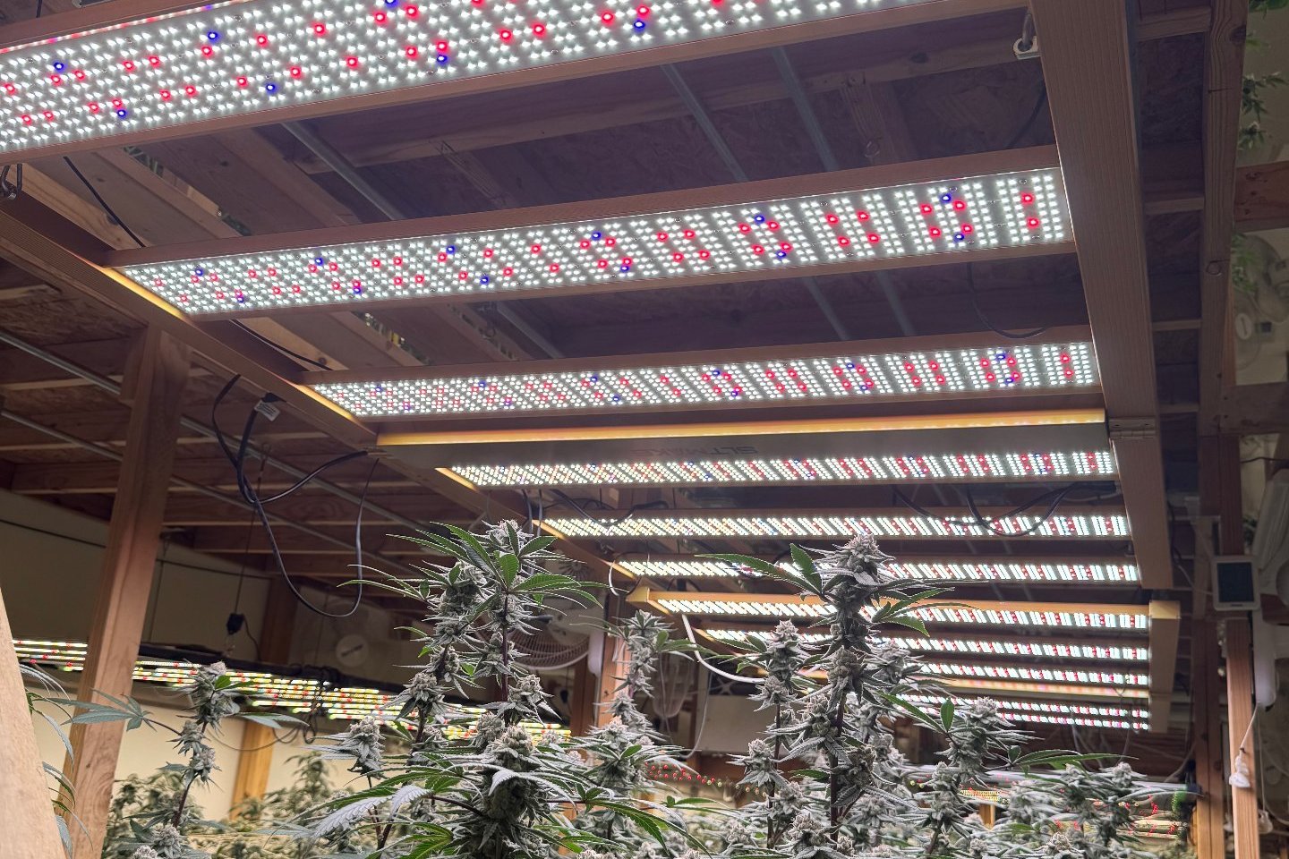 Flowering cannabis canopy under rows of lit LED bars
