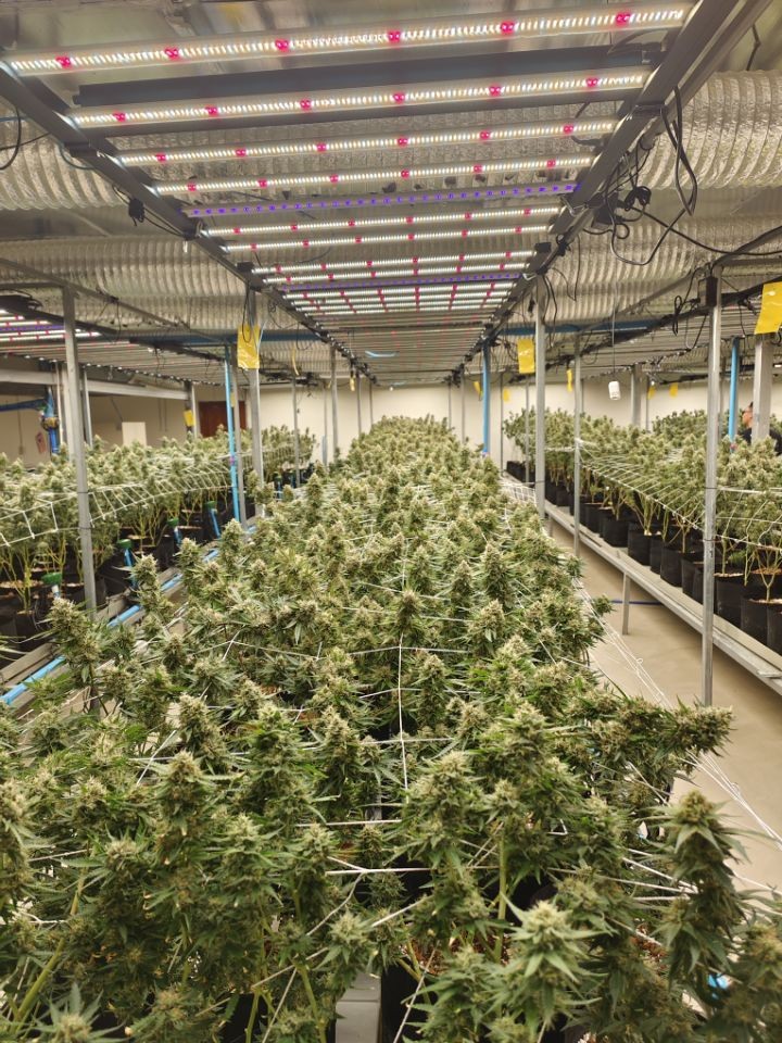 Barras LED sobre un dosel de cannabis en floración con malla, en una sala de cultivo comercial