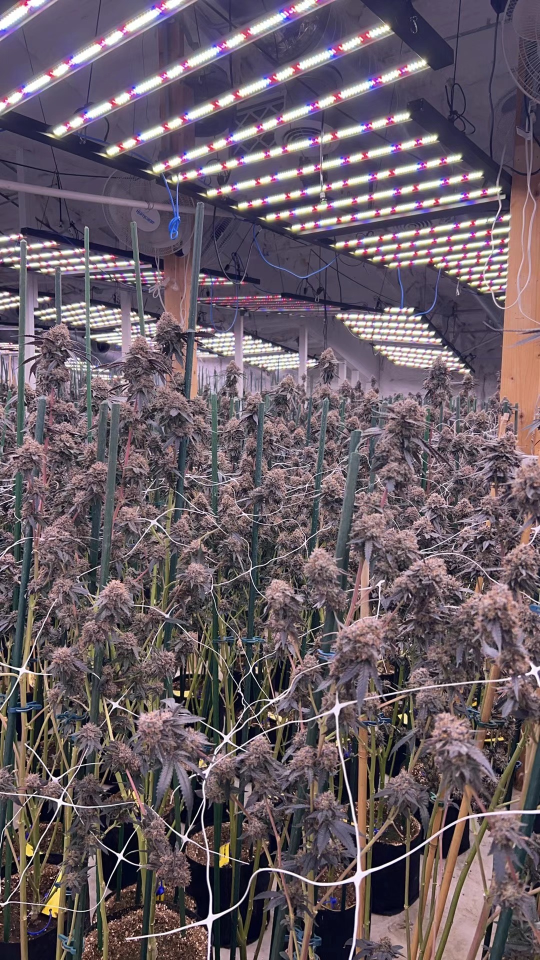 Dense flowering canopy under full-spectrum LED bars