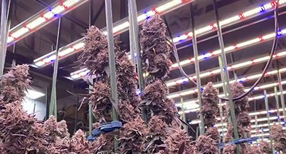Indoor flowering room with LED bars