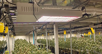 Slim LED bar mounted low over young plants in a grow room