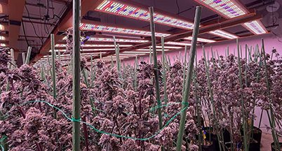 Dense flowering room under full-coverage LED bar arrays