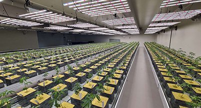 Long rows of young plants under LED bars in a large veg room