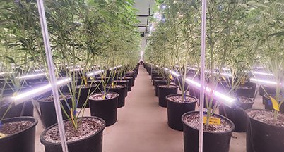Rows of potted plants under low-mounted LED bars