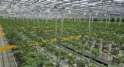 Greenhouse retrofit with LED top lights