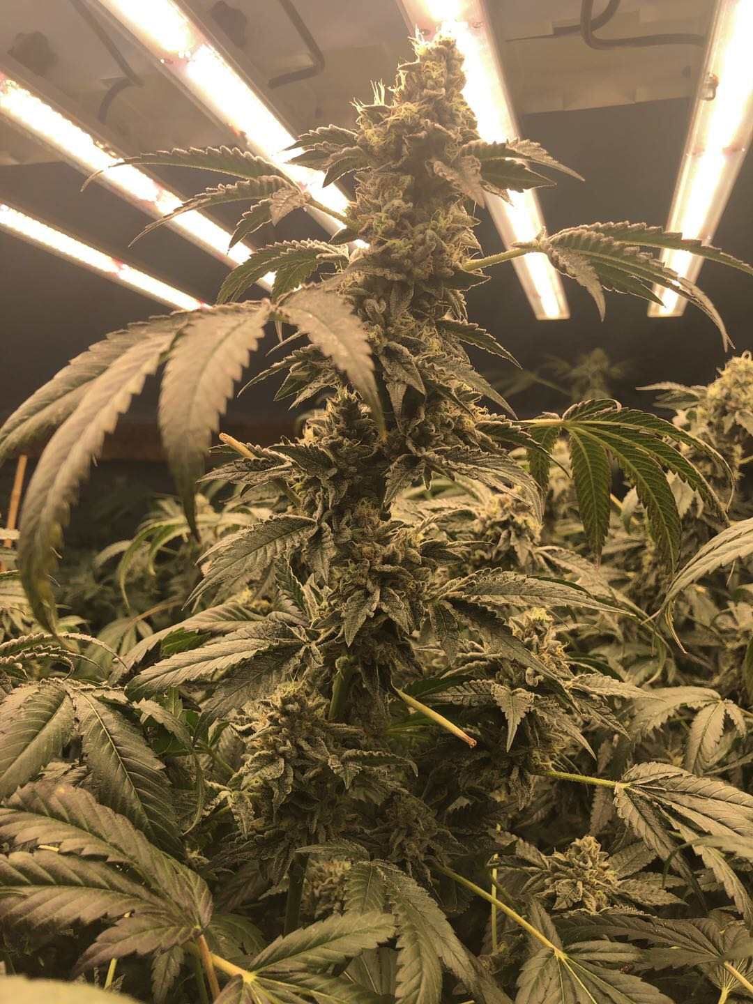 Dosel de cannabis en floración a la distancia de trabajo bajo barras LED de espectro completo