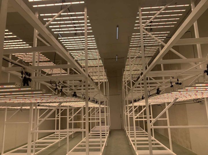 Sala de floración comercial vacía con dos filas de barras LED colgadas sobre bastidores y pasillos entre las filas