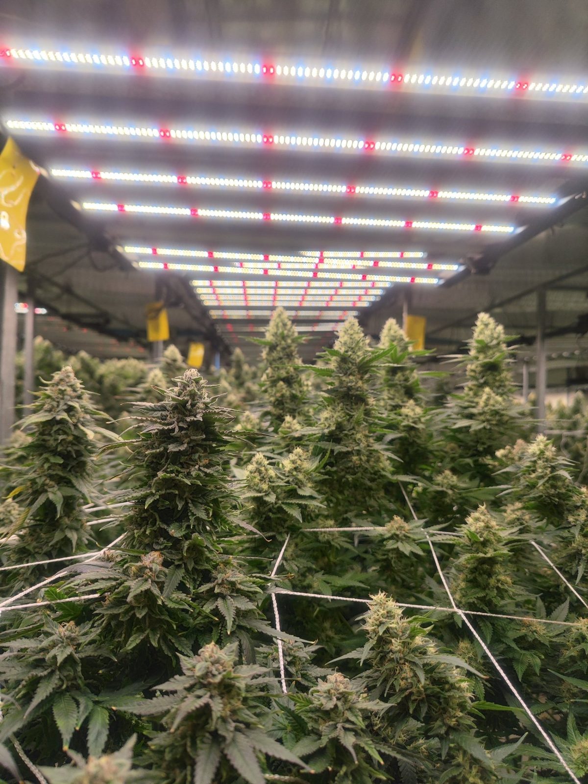 Dosel de cannabis en floración sano con color verde parejo bajo barras LED después de corregir la intensidad lumínica