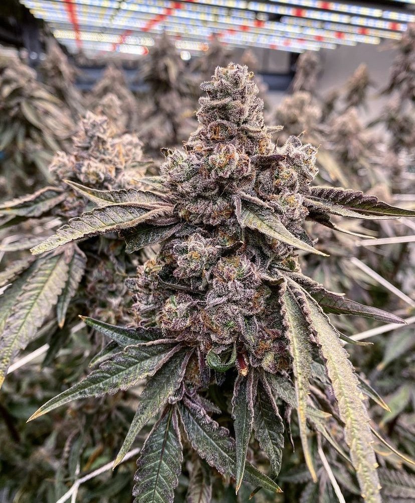 Cannabis flower showing elongated foxtail growth and loose calyx stacking after sustained high temperature in flower