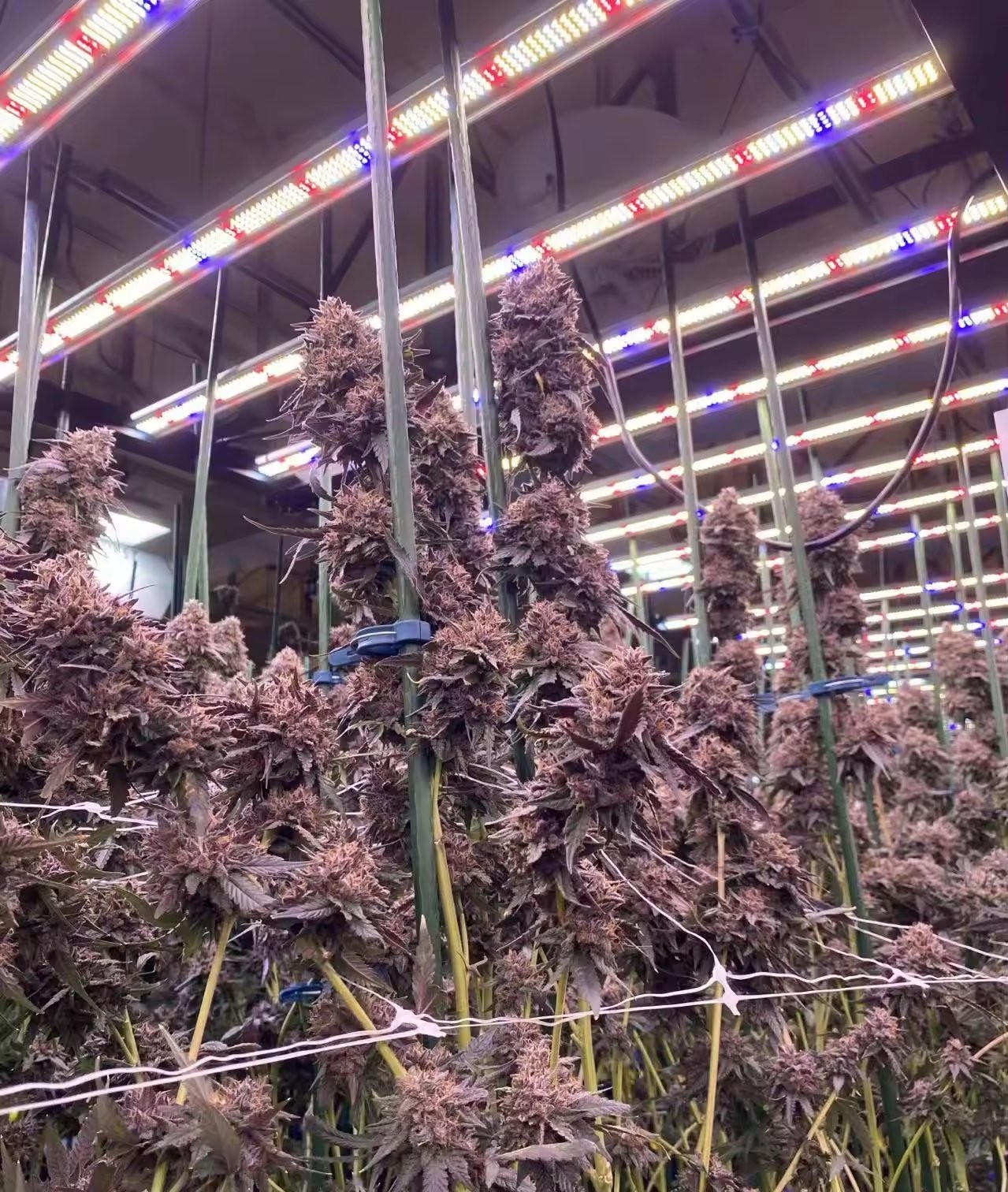 LED bar fixtures installed in a commercial cannabis flowering room after a conversion from HPS, with bars spaced across the canopy