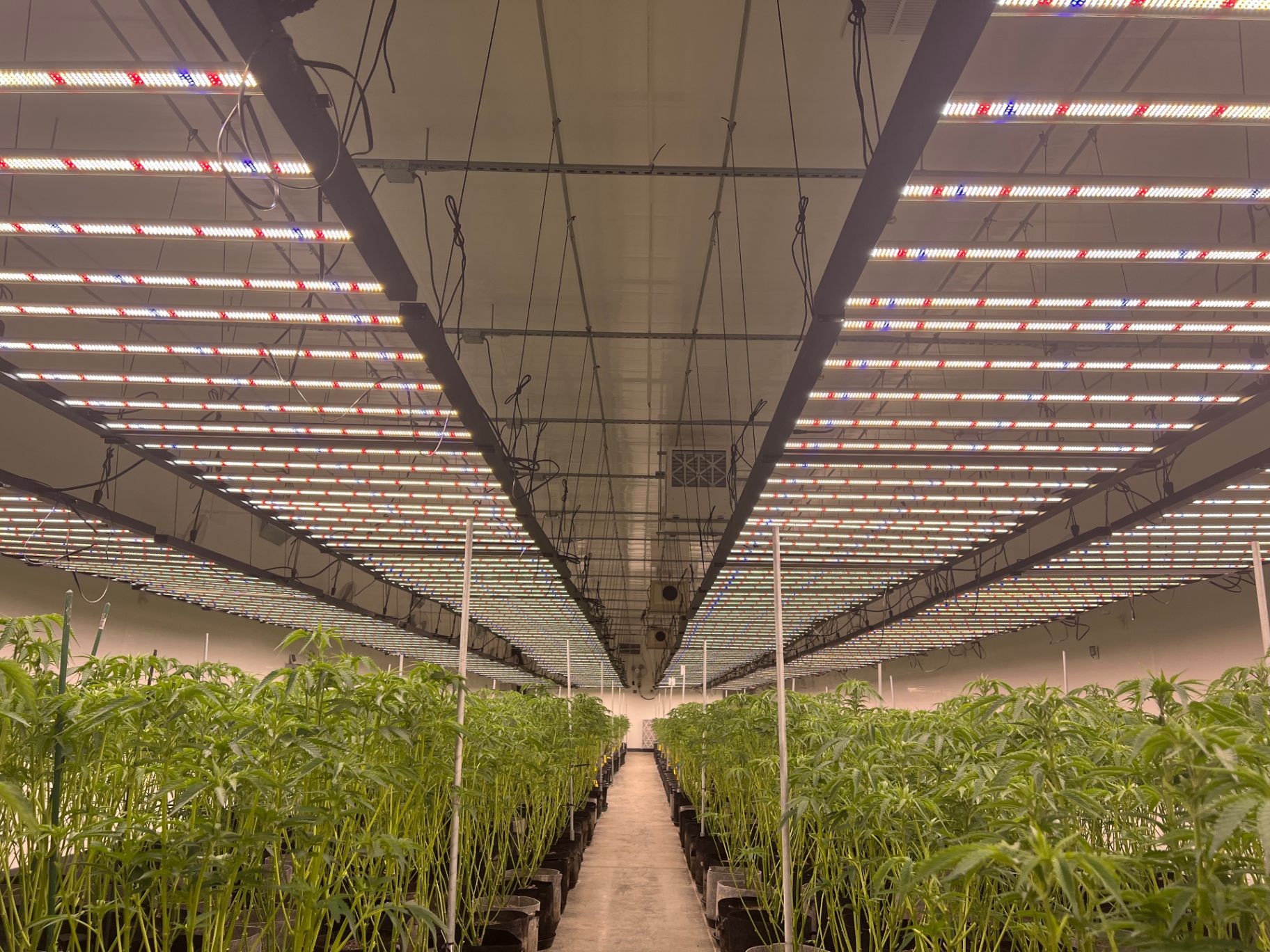 Una sala vegetativa de cannabis con luminarias LED de barras en filas sobre el dosel y pasillos despejados entre las camas