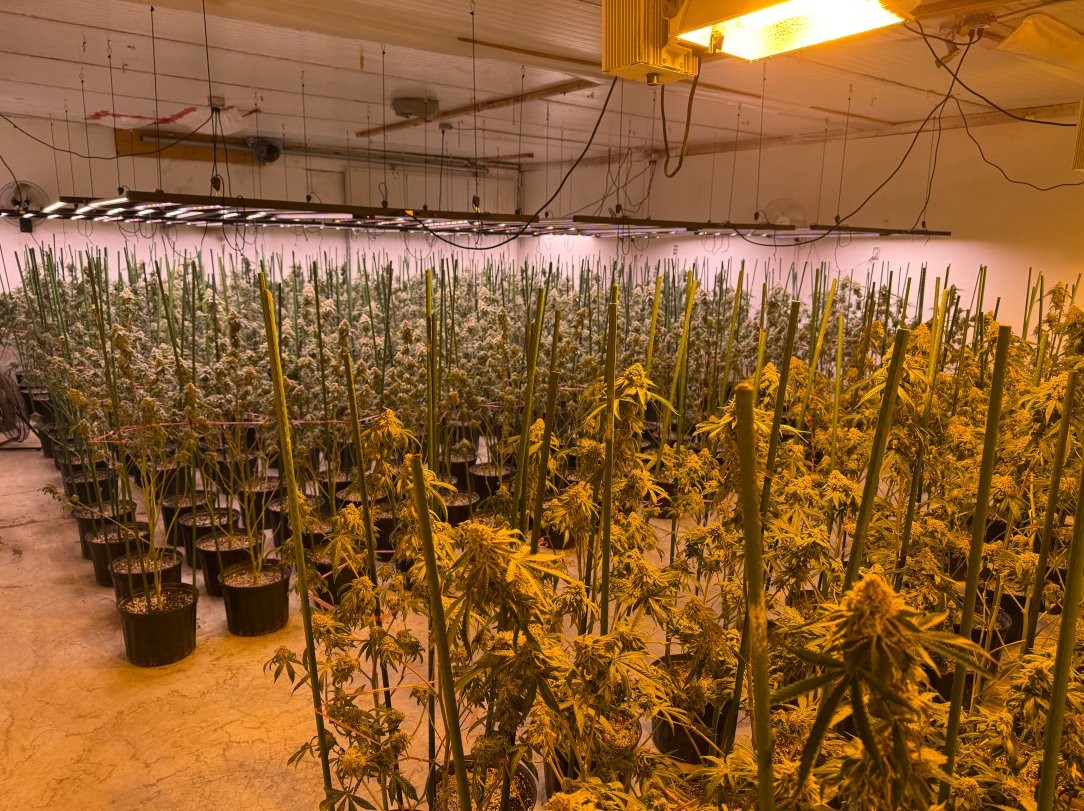 A commercial flowering room running LED bar fixtures over the beds with an HPS hood still glowing at the back of the same room