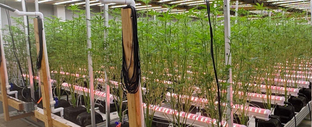 Commercial cannabis benches showing long internodes and thin stems after stretching under insufficient light
