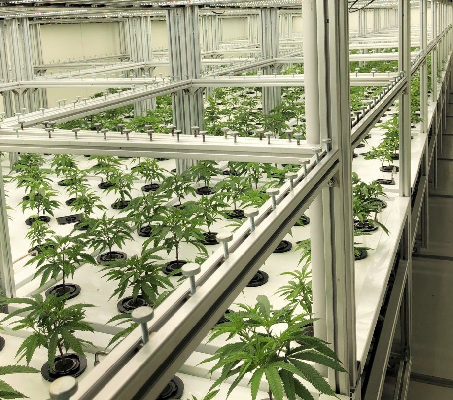 Tiered cannabis propagation room with white benches, potted plants on trays and LED bars under a low ceiling
