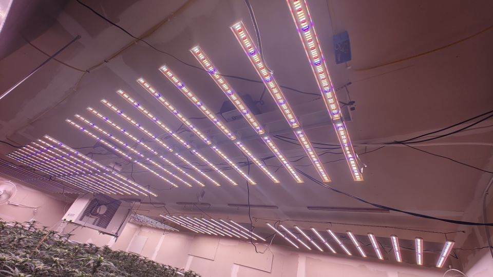Rows of full spectrum LED grow light bars mounted across the ceiling of an indoor cannabis room