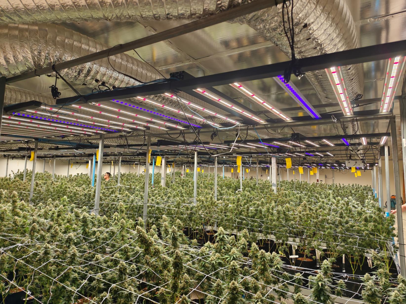 Dual channel LED grow light fixture with separate UV bars wired to an independent channel