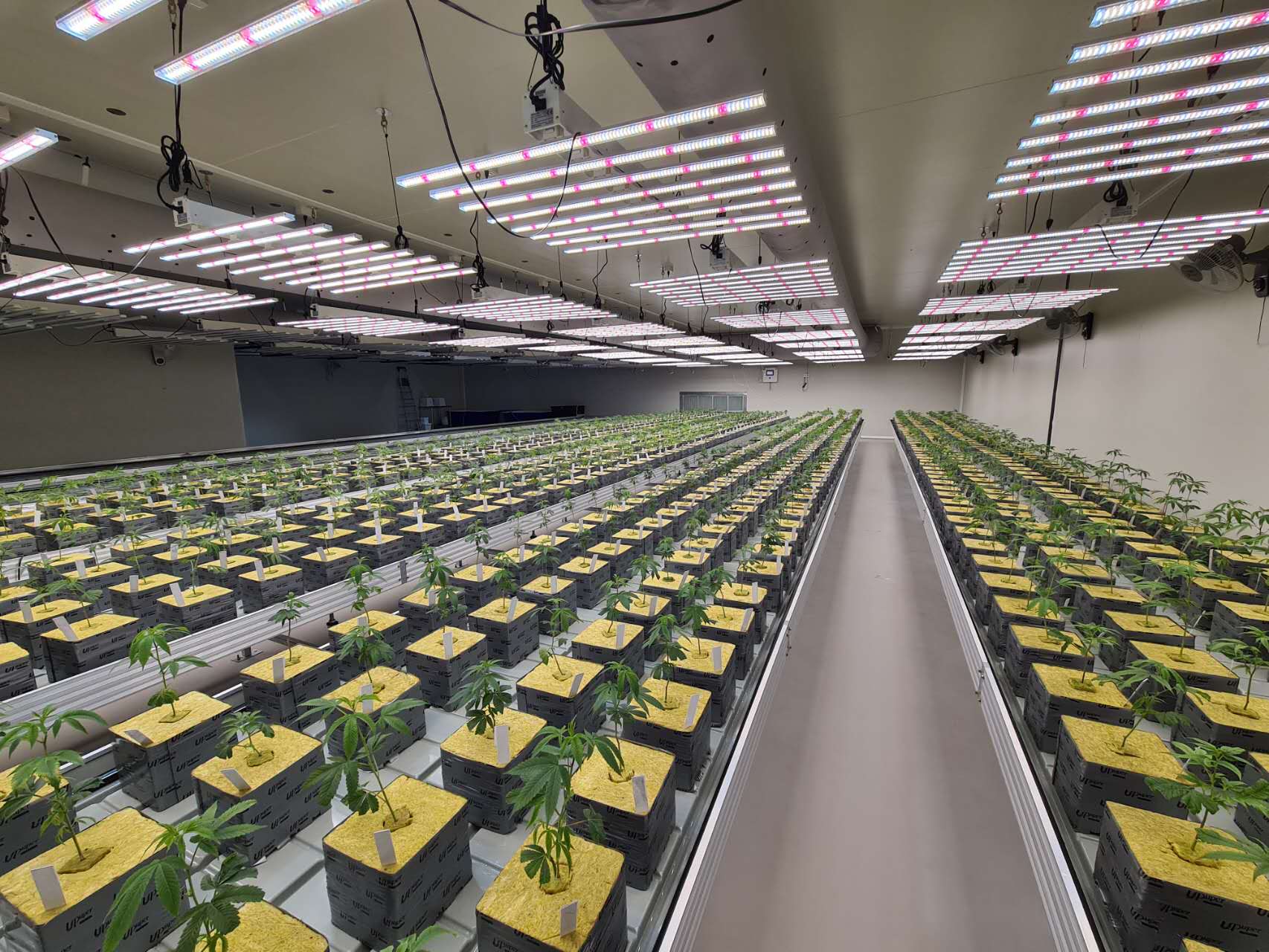 Cannabis plants in early vegetative growth under rows of LED grow light bars in an indoor room