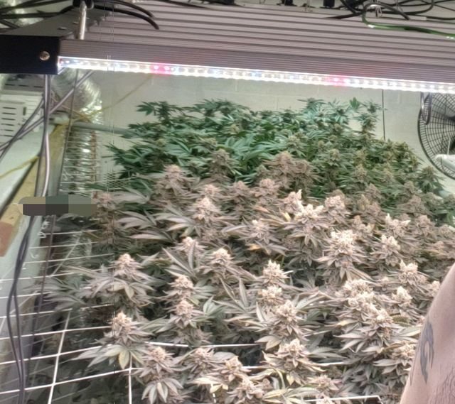 Flowering cannabis canopy showing even pale colour and loose, airy buds under insufficient light