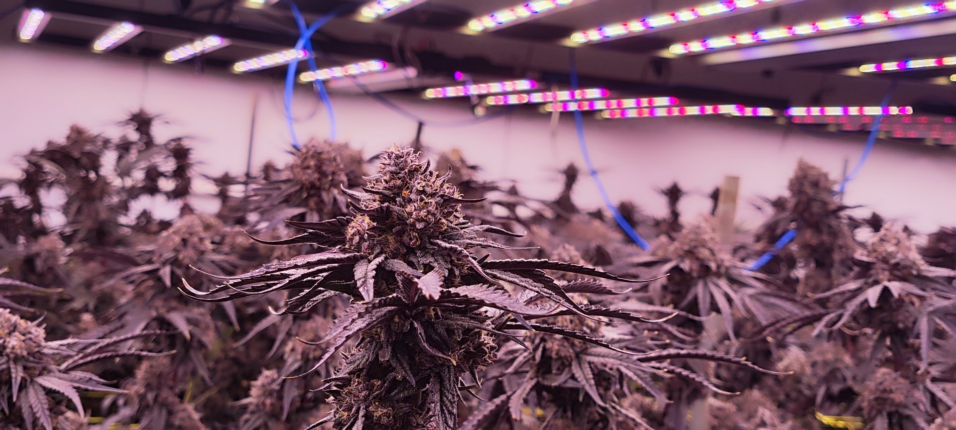 Dosel de cannabis en plena floración, con cogollos morados, bajo barras LED de espectro completo en una sala de cultivo con licencia