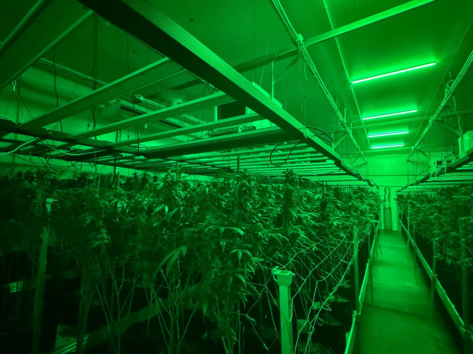 Luz de trabajo verde encendida a la altura del techo sobre plantas de cannabis en espaldera durante el período oscuro