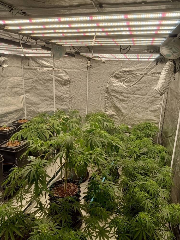 Low, dense cannabis canopy filling a grow tent under adequate light, with short internodes and compact bud sites