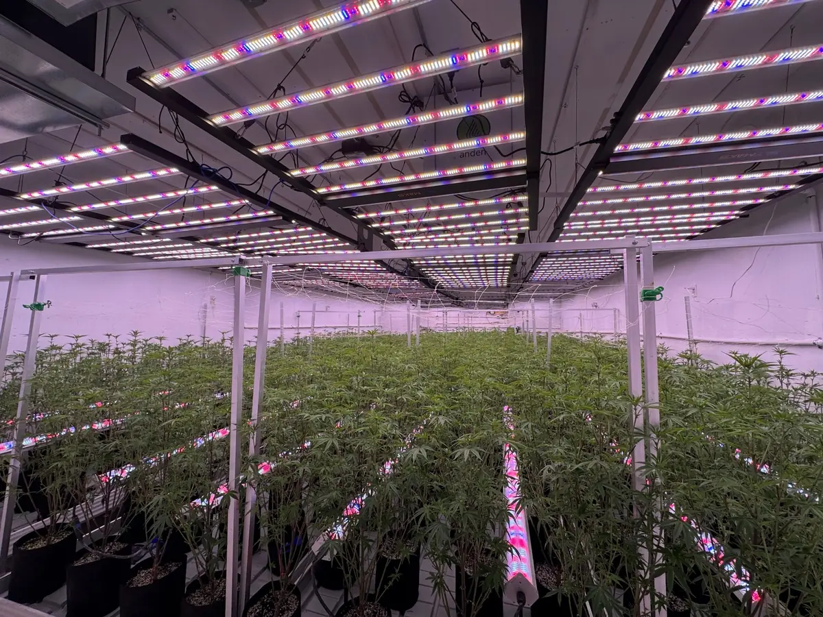 Commercial veg room with LED grow light bars in rows over benches, showing the overlap region between fixtures and the aisle between rows