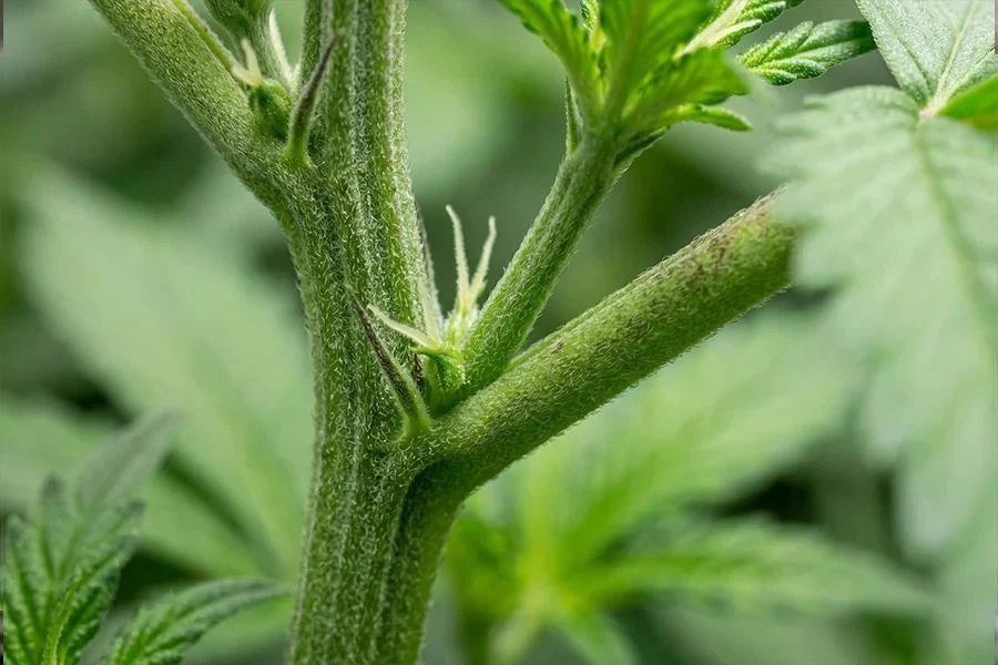 Close-up of a female cannabis pre-flower at a node showing a teardrop calyx with two white pistils