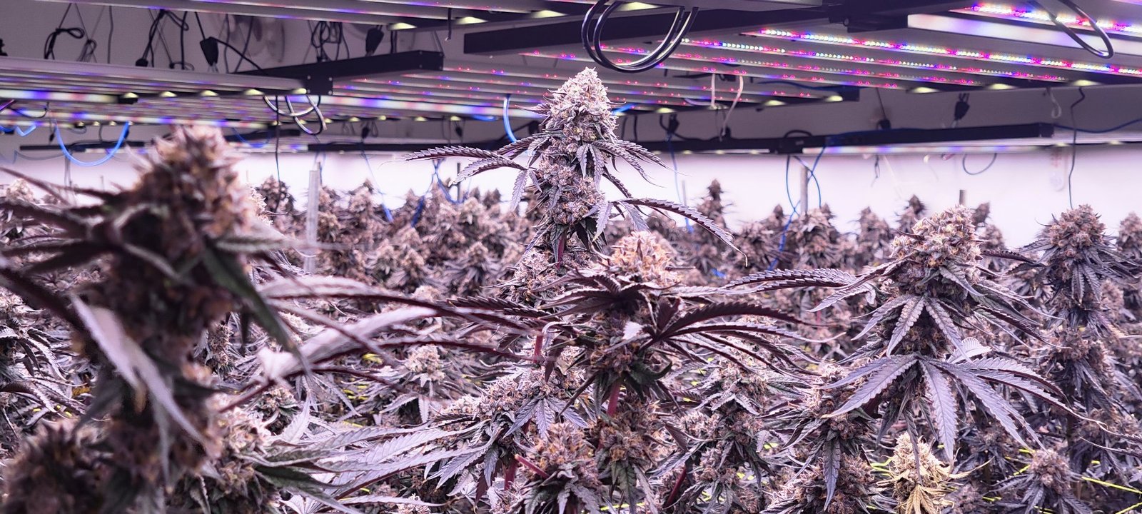 Vista cercana de una inflorescencia de cannabis morada con brácteas violetas y hojas de azúcar, con tricomas claros sobre la superficie