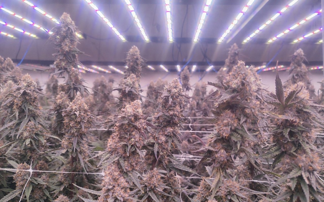 Planta de cannabis morada en una sala de cultivo, con inflorescencias violetas contra hojas abanico verdes en la misma planta