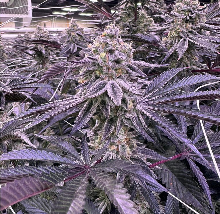 Planta de cannabis con hojas abanico moradas e inflorescencias verdes, el patrón que se usa para separar la pigmentación genética de un problema de la zona radicular