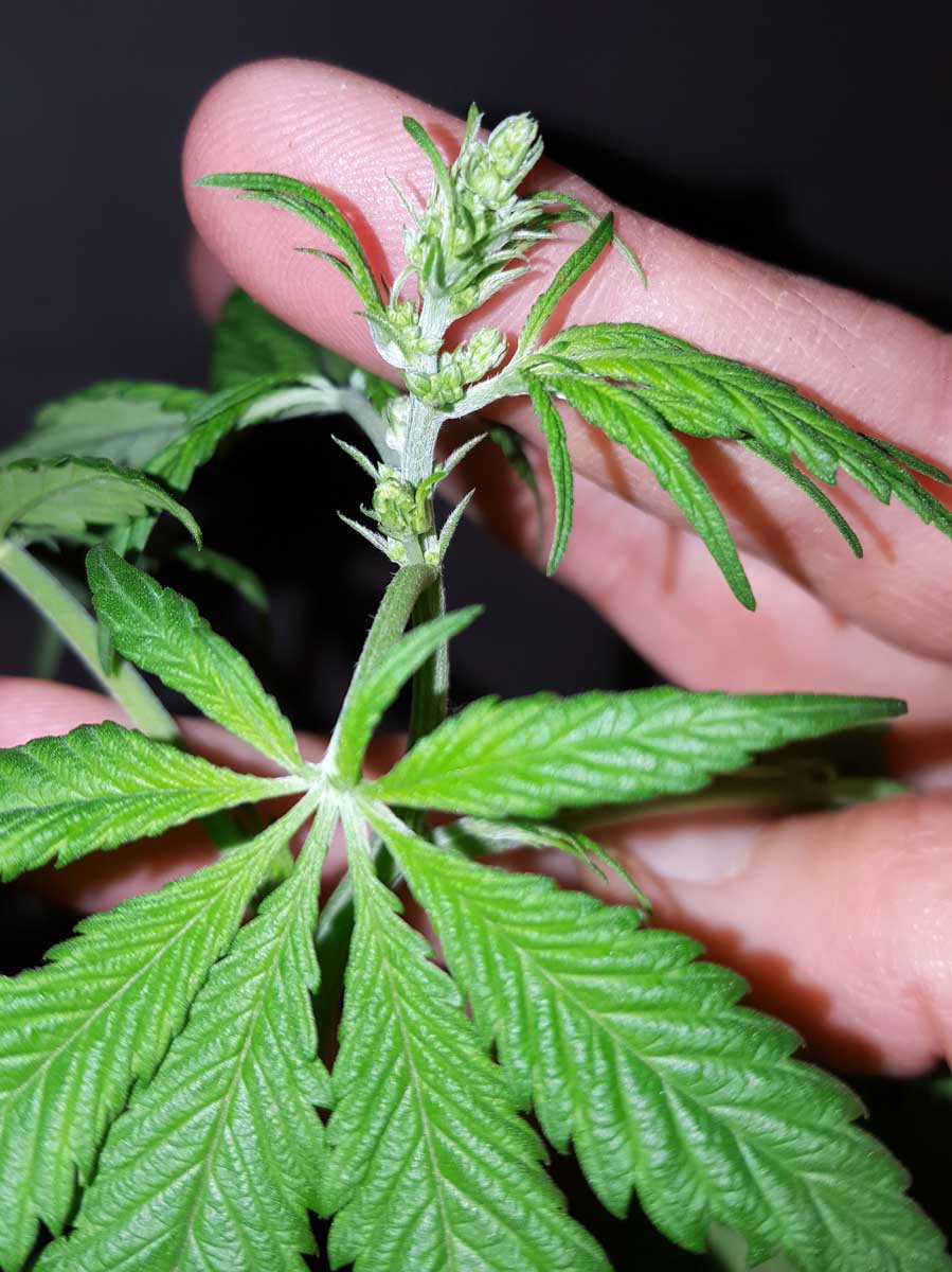Hand holding a male cannabis top with visible pollen sac clusters before removal from the room
