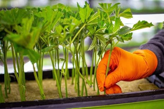 Plantas jóvenes de cannabis en una bandeja de propagación revisadas por una mano enguantada en un vivero comercial
