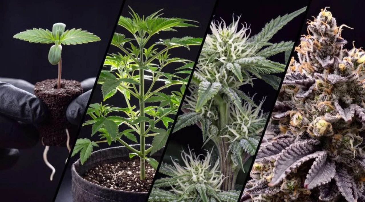 Composición de cuatro paneles con las etapas de la planta de cannabis: una plántula enraizada en un sustrato, una planta vegetativa en maceta, una planta en floración temprana y un cogollo maduro cubierto de resina