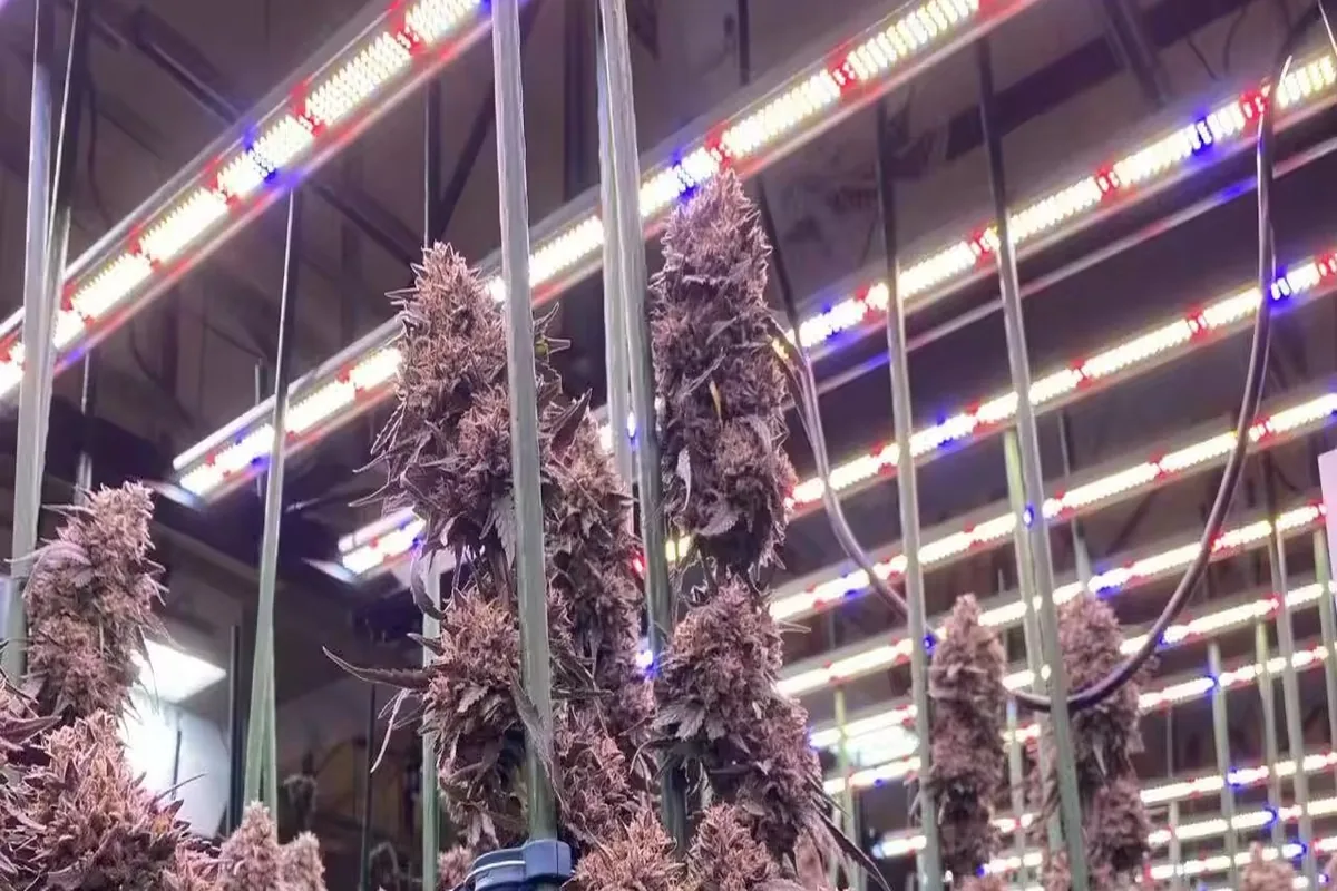 Flowering cannabis canopy under LED bars carrying white, red and blue diodes in a commercial room