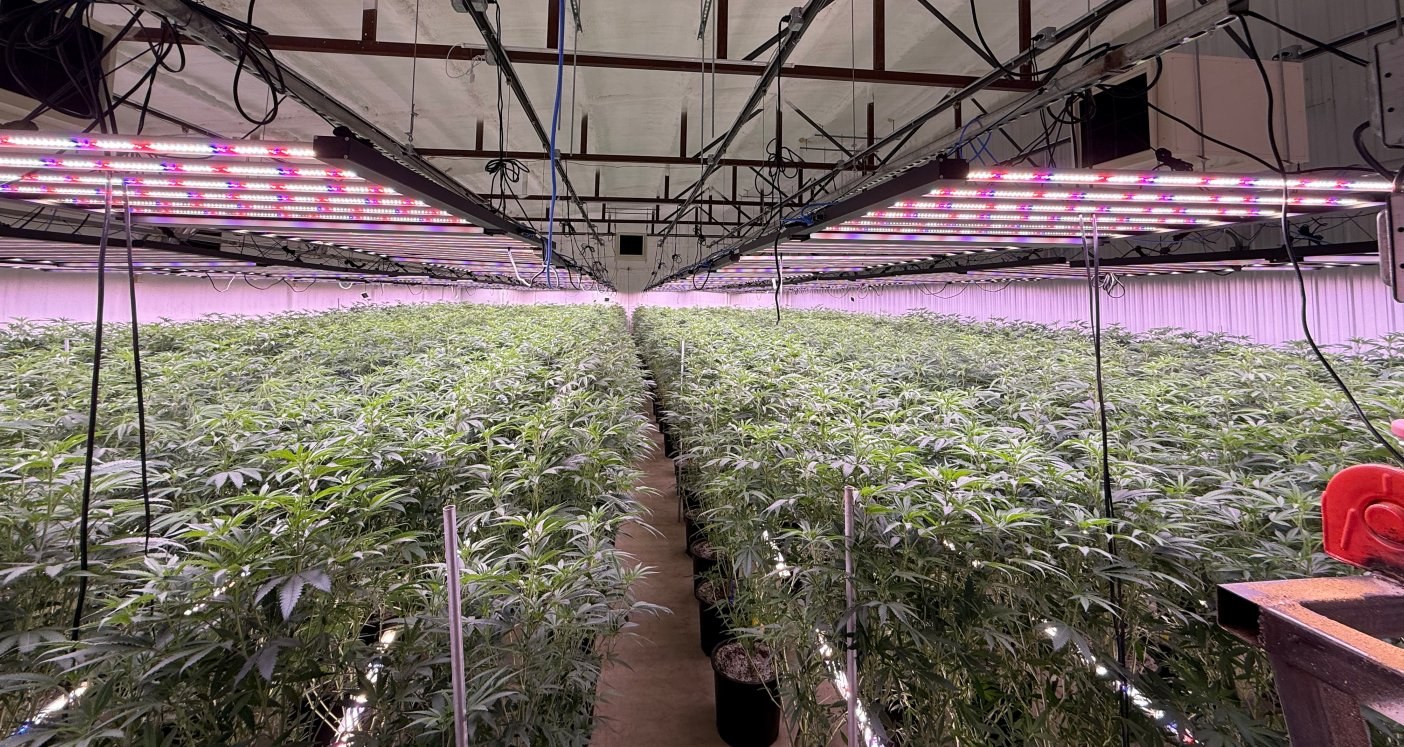 Top LED bars and inter-canopy LED bars installed together in a commercial cannabis grow room, with under-canopy tubes lighting the lower flower sites