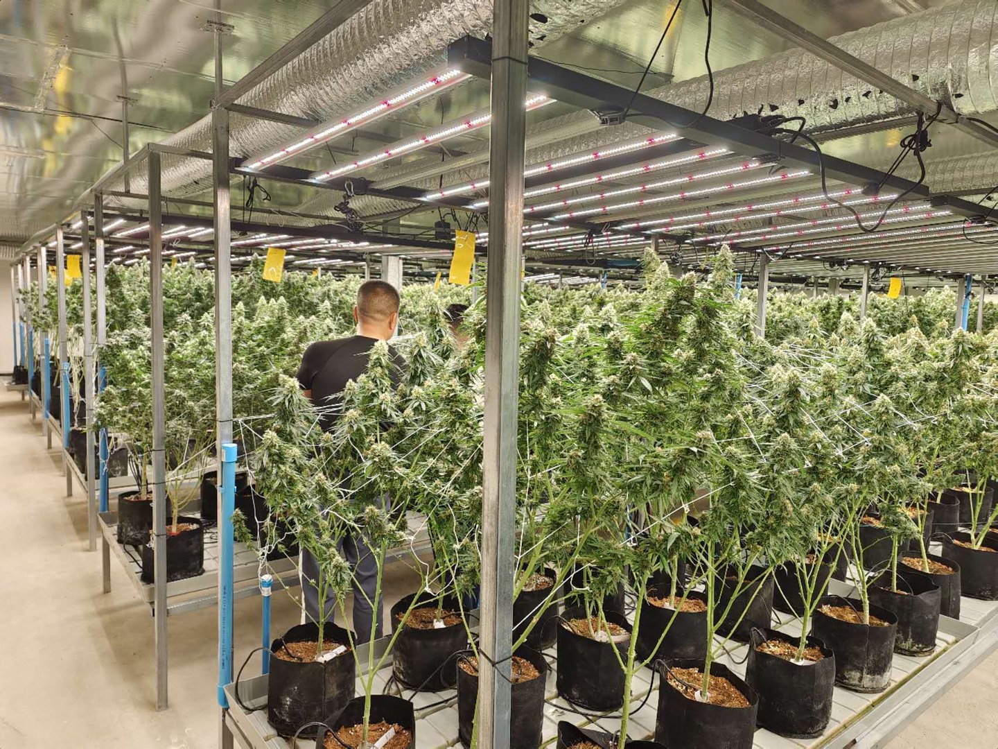 Sala de floración comercial con hileras de cannabis bajo luces superiores LED