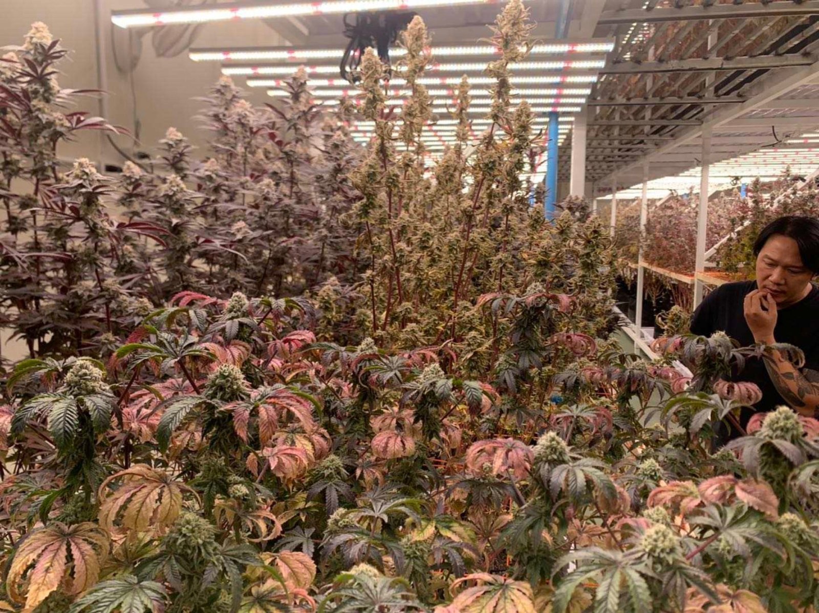Cultivo de cannabis fotografiado a mitad de ciclo con hojas verdaderas decolorándose en amarillo y bronce por el medio de las plantas mientras las flores siguen desarrollándose