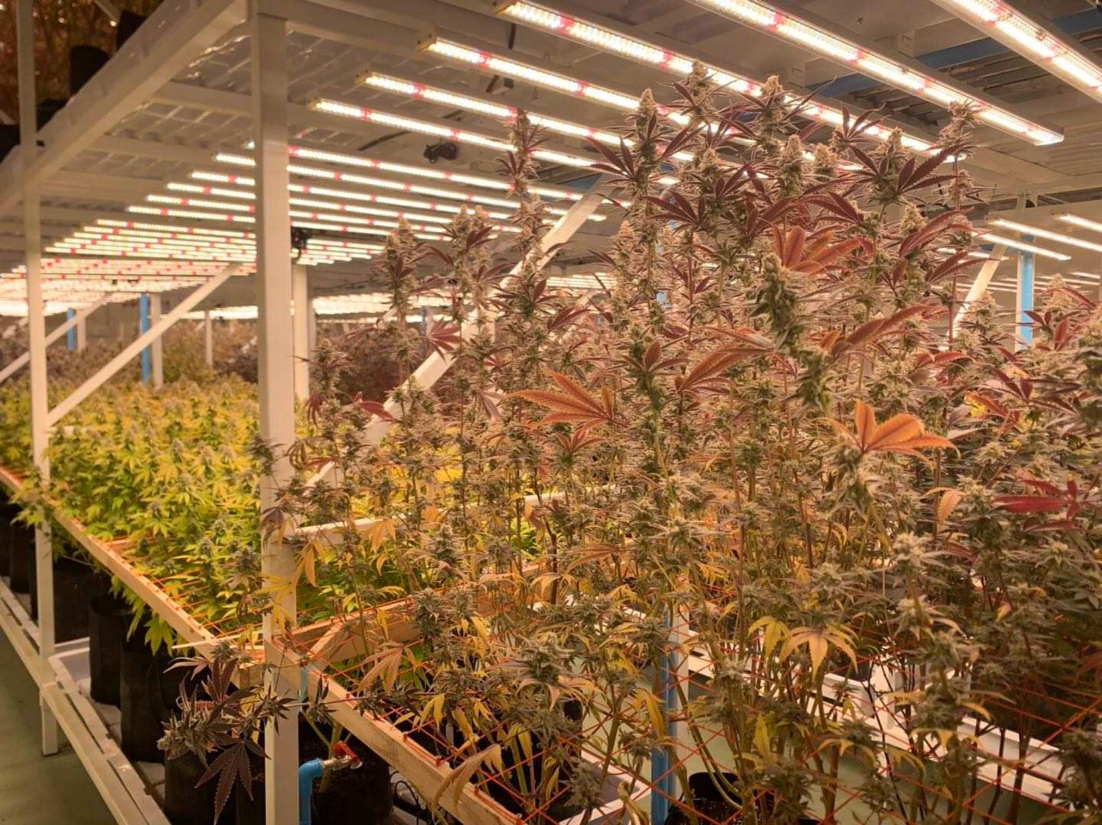 Sala de cannabis bajo luminarias LED cenitales con el dosel superior verde y hojas amarillas en el dosel bajo e interior